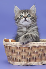 Obraz na płótnie Canvas Siberian kitten