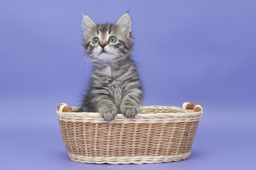Fototapeta na wymiar Syberyjski kitten