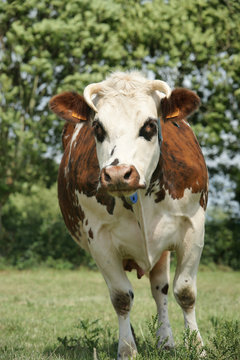 animal ferme vache 89