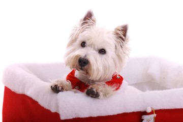 Hund Westie in Christmas Kiste