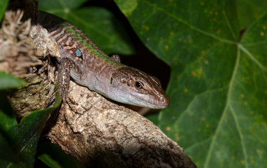 portrait of lizard in the garden