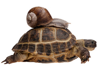 Naklejka premium snail on the tortoise