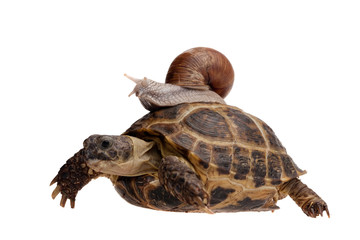 snail on the turtle - 37354739