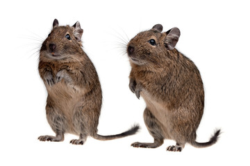 two degu