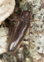 False darkling beetle (Melandryidae) sitting on wood