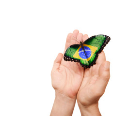 Brazil flag butterfly - 37356152