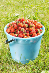 Full bucket of strawberry on the green grass