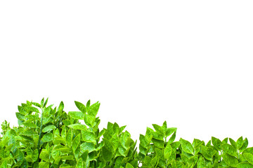 Obraz premium Frame from green leafs isolated