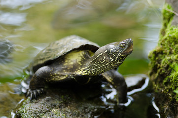 Fototapeta na wymiar Chinese pond turtle, Mauremys reevesii