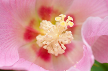 Fototapeta na wymiar Detail of a pink hibiscus flower