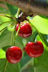 cerise sur la branche
