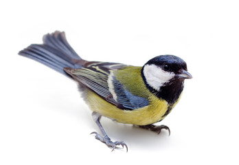 Titmouse on a white background close up