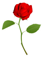 Illustration of a beautiful red rose