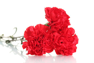 Three red carnation isolated on white