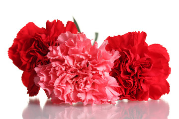Three carnation isolated on white