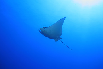 Adlerrochen © aquapix