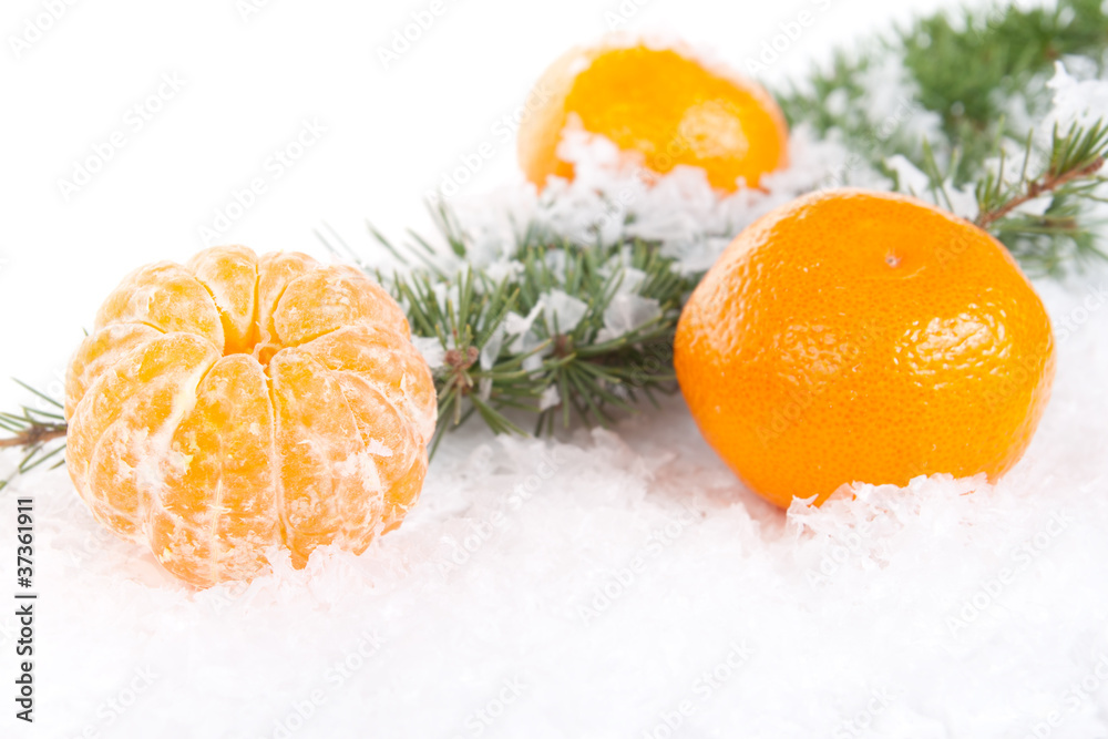 Wall mural tangerines with a pine branch on snow