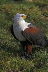 Schreiseeadler in einer Falknerei