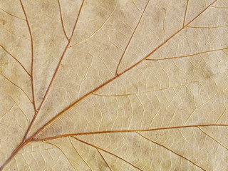 venas de hojas en oto&ntilde;o