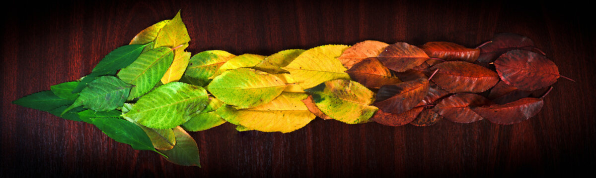 Photo of colorful leaves showing the direction on wooden backgro
