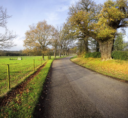 country lane