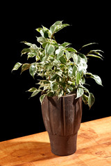 ficus in the pot