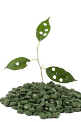 spirulina tablets and green plant