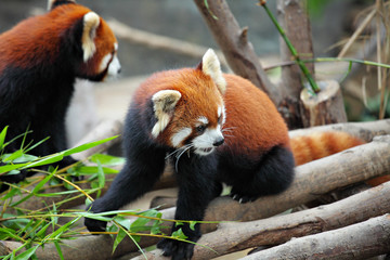 red panda