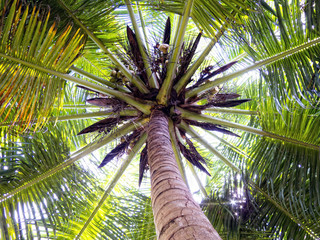 Naklejka premium Coco palms