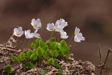 Oxalis acetosella, Sauerklee, Waldsauerklee