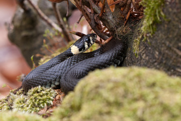 Ringelnatter, Natrix natrix