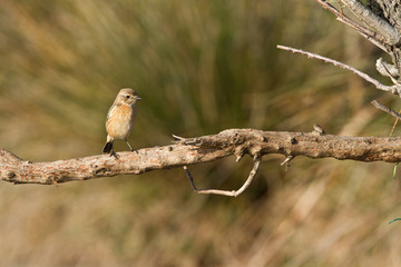 petit oioseau (tarier patre)