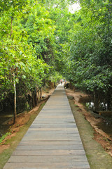 wooden path