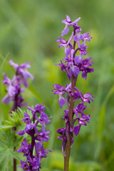 Obraz premium Hohler Lerchensporn, Corydalis cava