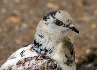 Pigeon