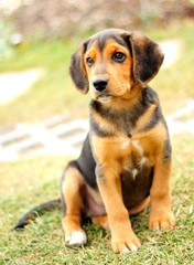 Small beagle