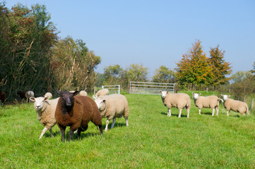 Sheep in the grass