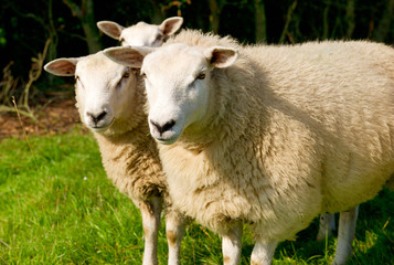Naklejka na ściany i meble Cattle sheep in the grass