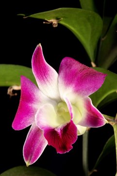 Pink orchid isolated on a black background
