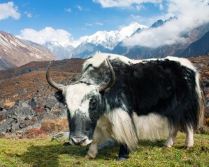 Fototapeta na wymiar Yak w Langtang doliny z Langshisha Ri MOUT - Nepal