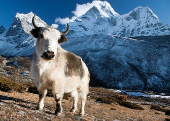yak on pasture and ama dablam peak