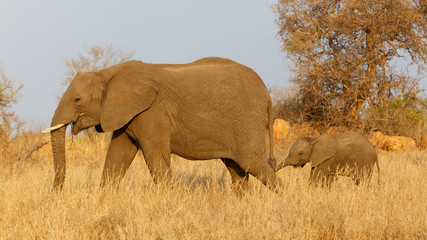 Obraz premium Elephant with Calf