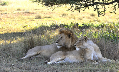 The lion and lioness.