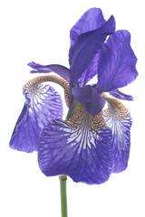 iris