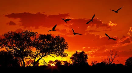 Foto op Plexiglas Landschap van Afrika met warme zonsondergang © Anna Om