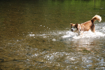 Hundebadespass in der Mulde