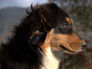 Profilo del cane