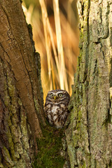 Obraz premium Little Owl in the autumn forest