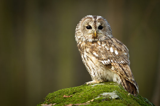 Tawny Owl sitting on the rock in the forest