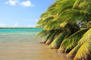 Palm Trees in Raiatea Lagoon on a Sunny Day. French Polynesia, South Pacific